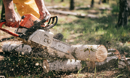 Cutting log with chainsaw